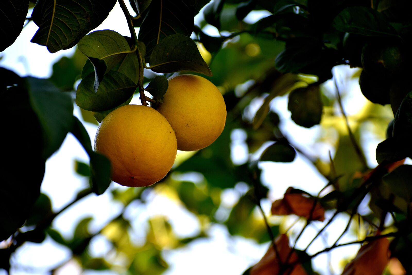 Nikon D3300 sample photo. Citrus, fruit, healthy photography