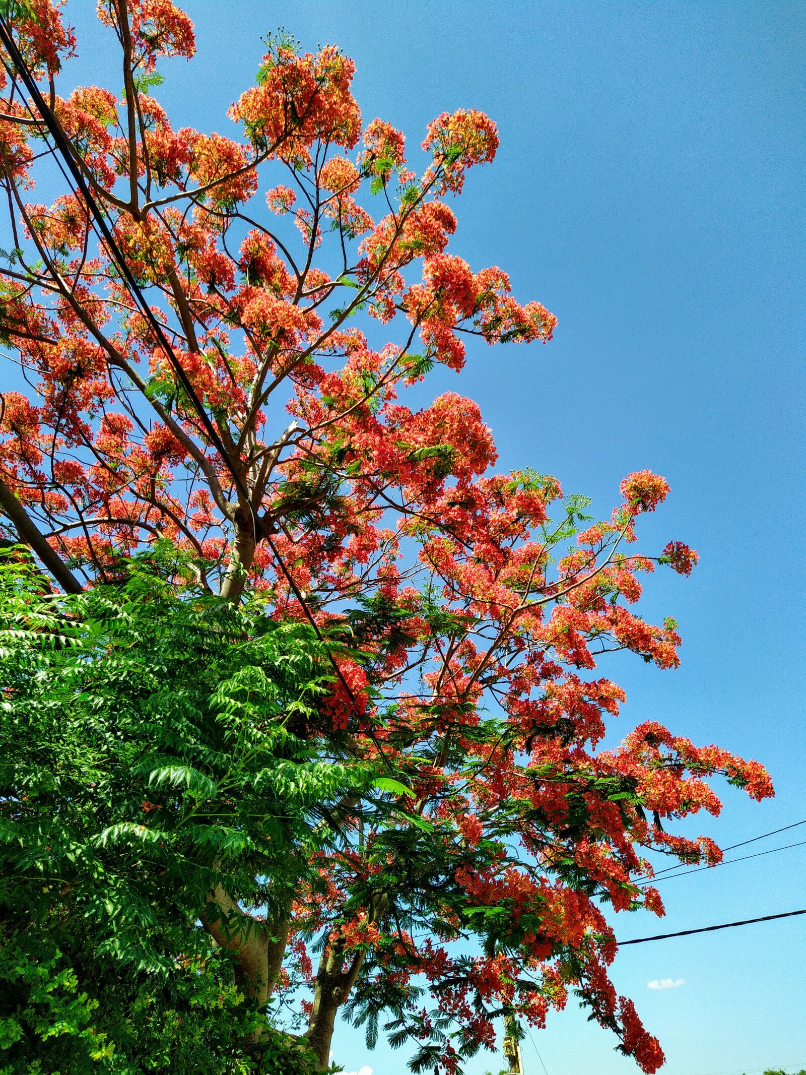 HMD Global Nokia 7.2 sample photo. Phoenix flower, tree worship photography