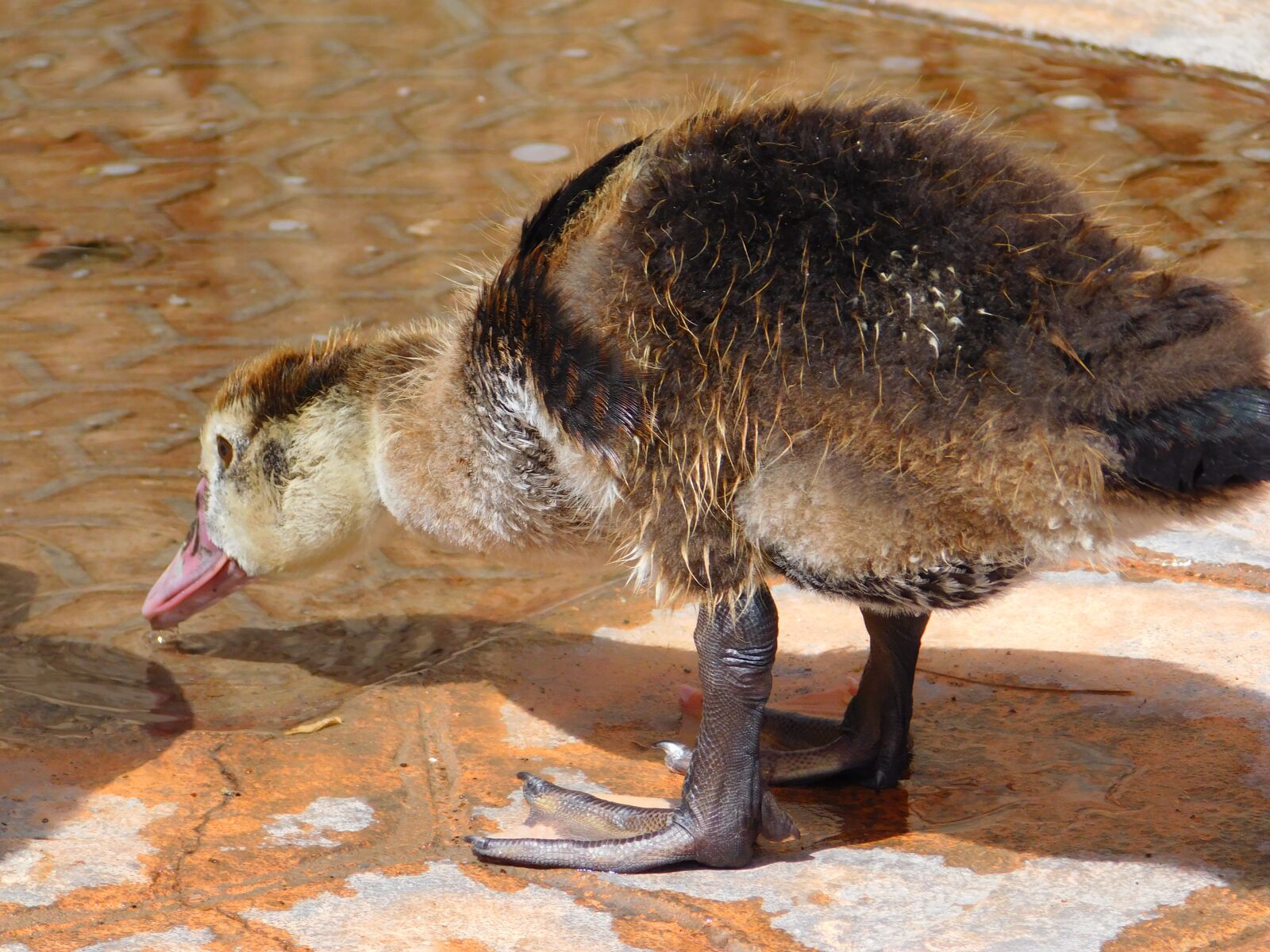 Nikon Coolpix L840 sample photo. Duck, animal, biped photography
