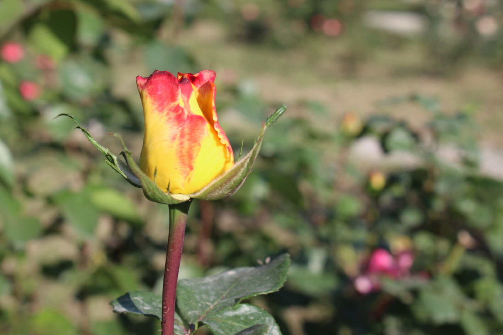 Canon EOS 1300D (EOS Rebel T6 / EOS Kiss X80) sample photo