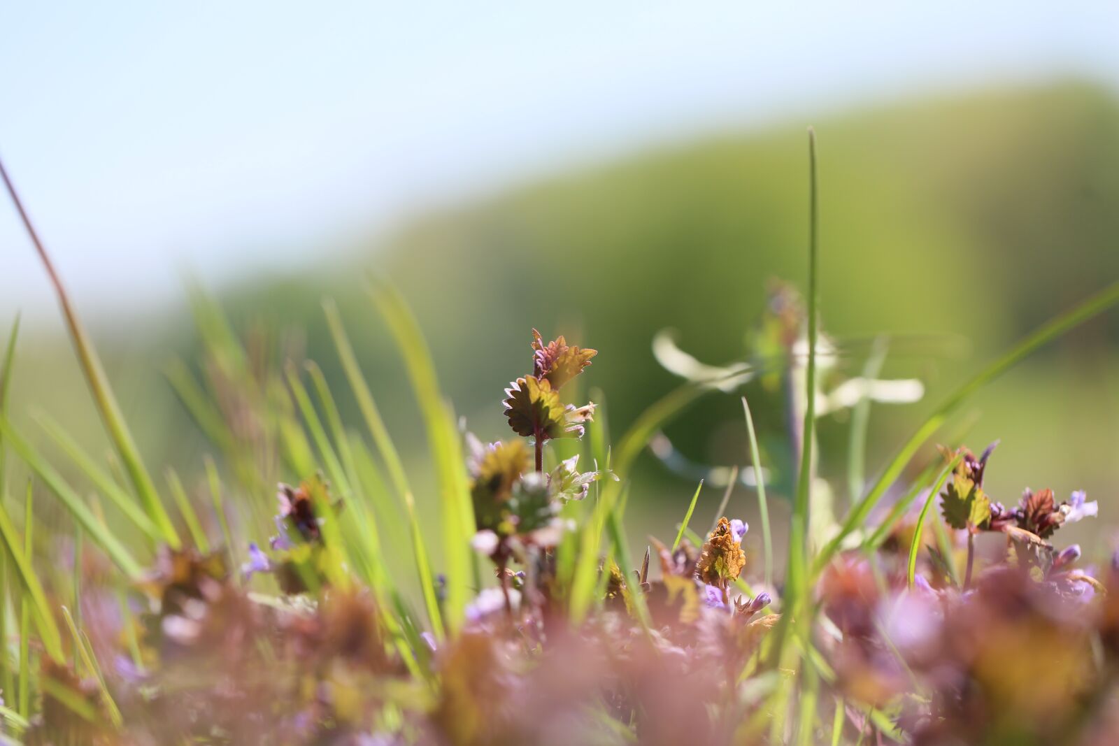 Canon EF 100mm F2.8L Macro IS USM sample photo. Grass, meadow, flowers photography