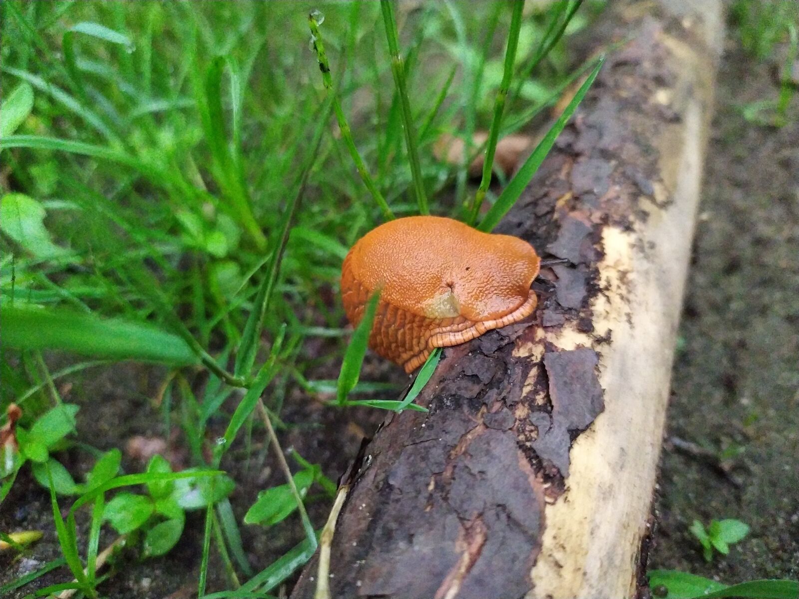 Xiaomi Redmi Note 7 sample photo. Snail, nature, animals photography