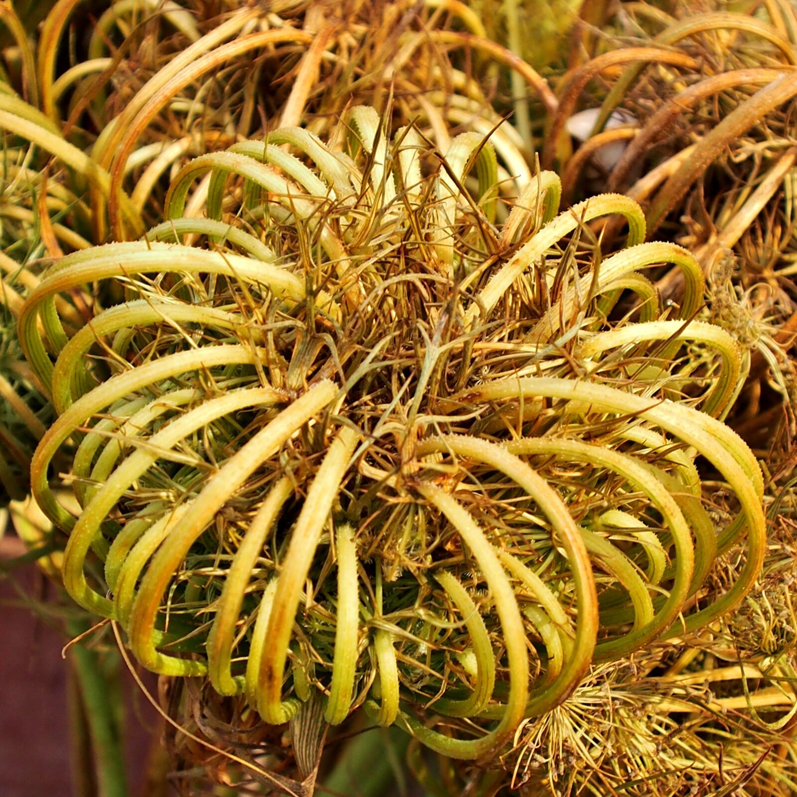 Olympus OM-D E-M5 sample photo. Nature, plant, tropical photography