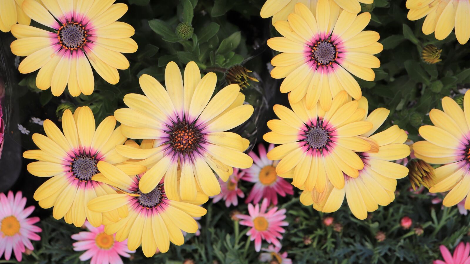 Canon EOS 800D (EOS Rebel T7i / EOS Kiss X9i) sample photo. Chrysanthemum, yellow flower, pattern photography