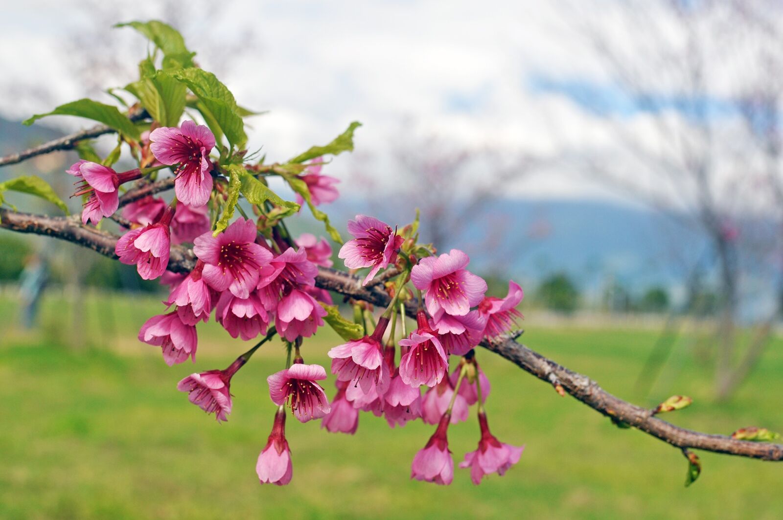 Nikon D5000 sample photo. Flower, cherry blossom, pink photography