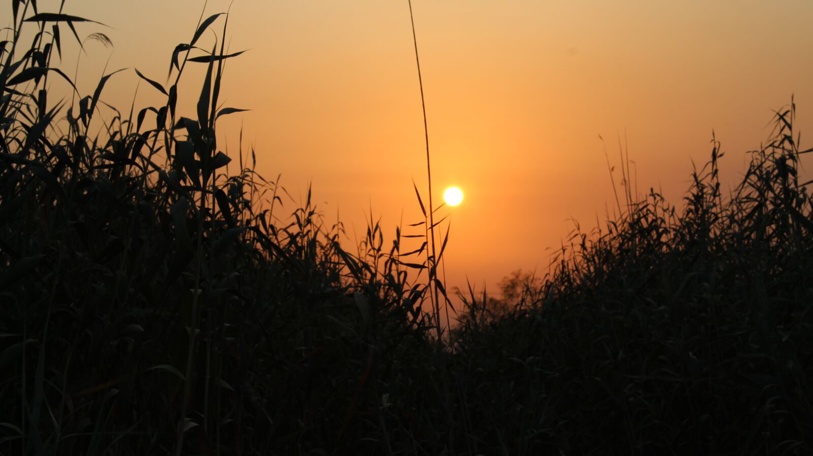 Canon EOS 1300D (EOS Rebel T6 / EOS Kiss X80) sample photo. Sunset, farm, orange photography