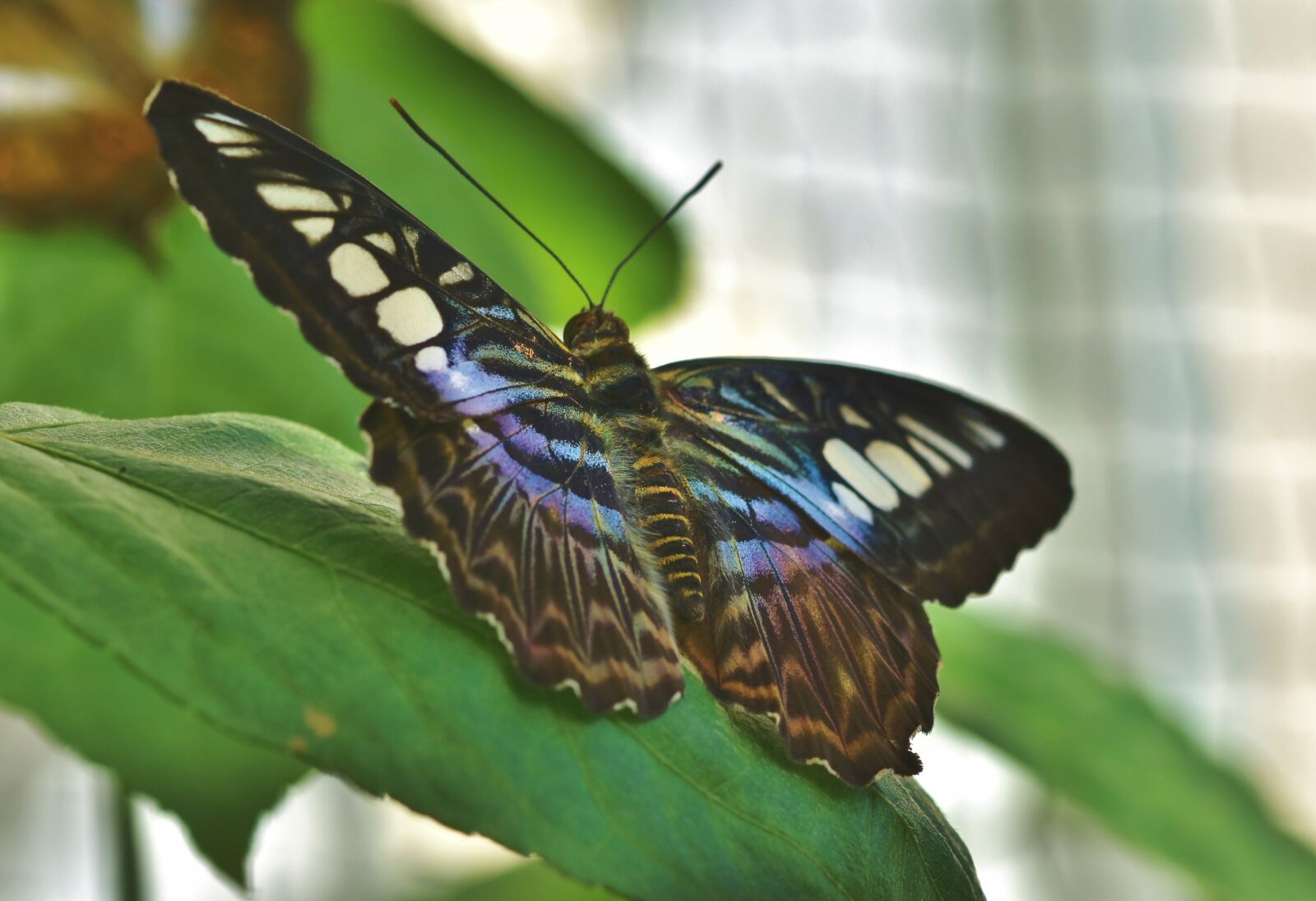 Nikon D7200 sample photo. Butterfly, tropical butterfly, exotic photography