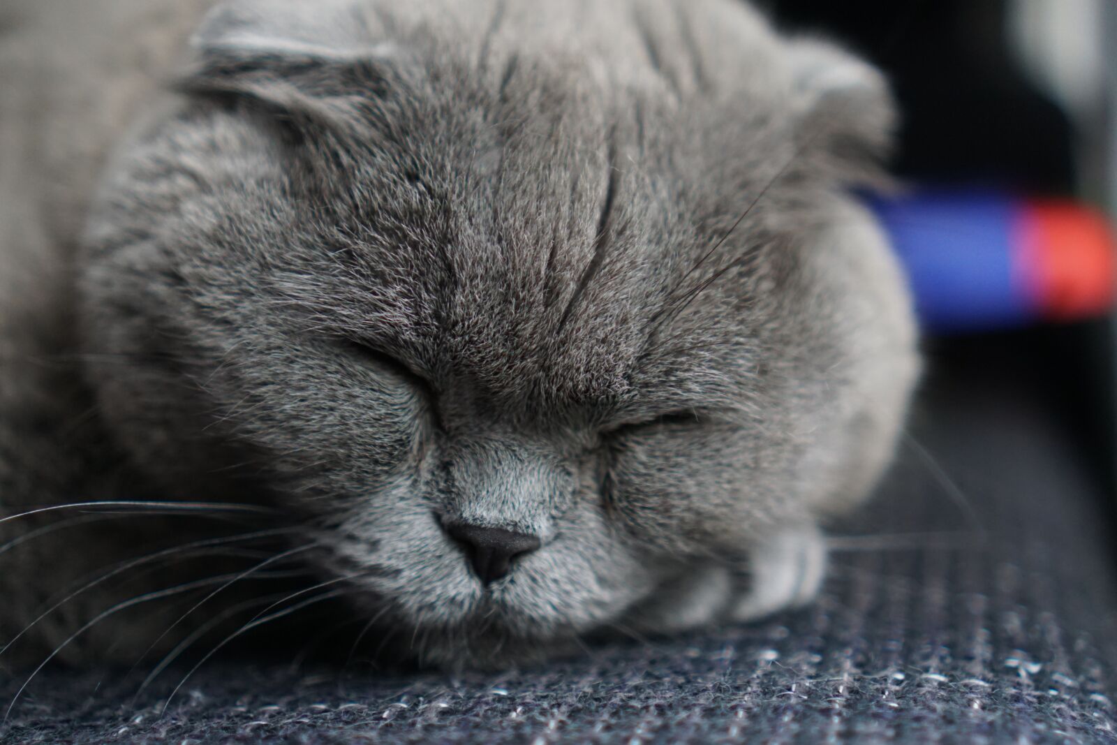 Sony a6000 + Sony E 35mm F1.8 OSS sample photo. Cat, pet, animals photography