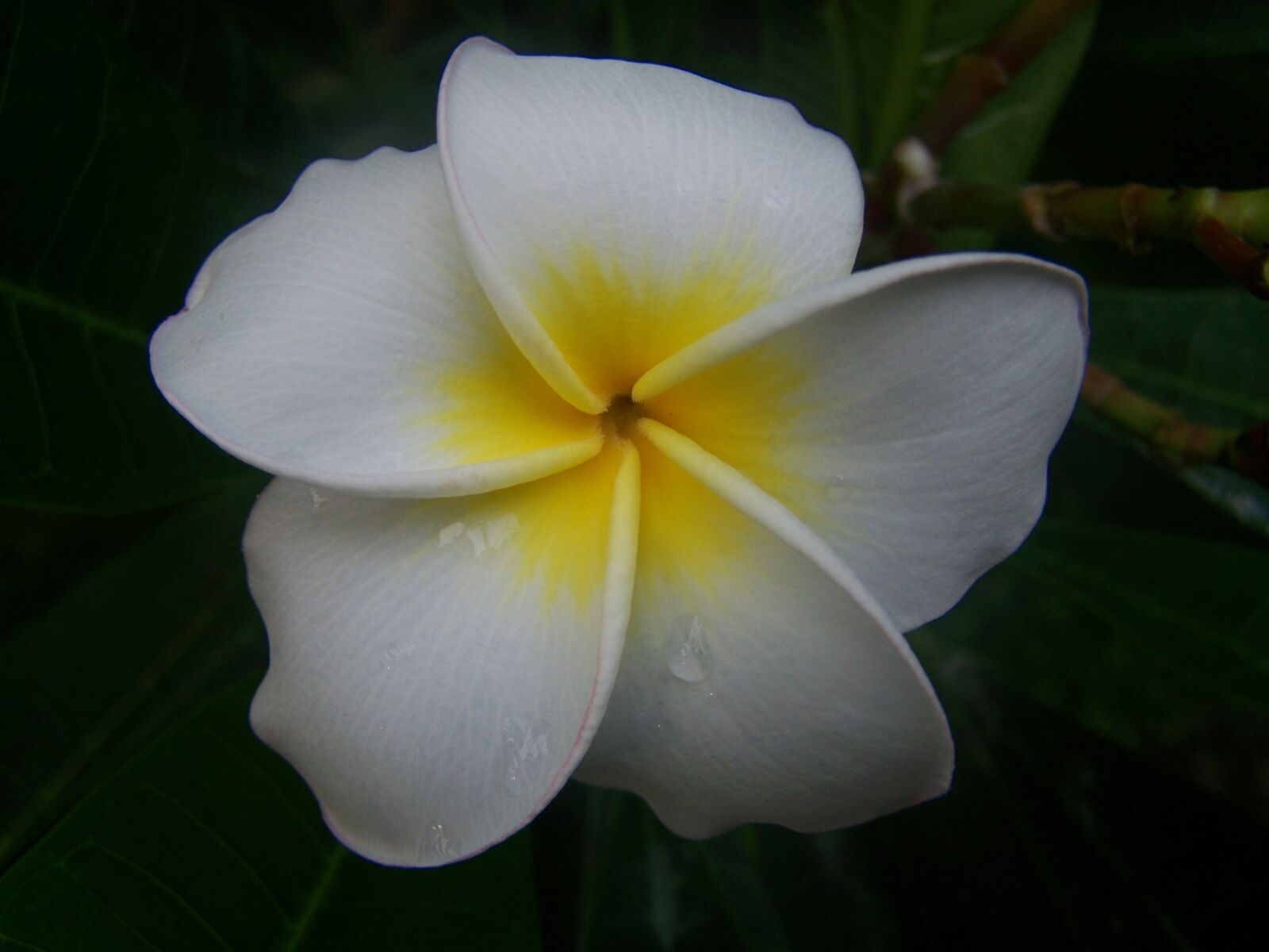 Kodak EASYSHARE Z710 ZOOM DIGITAL CAMERA sample photo. Flower, nature photography