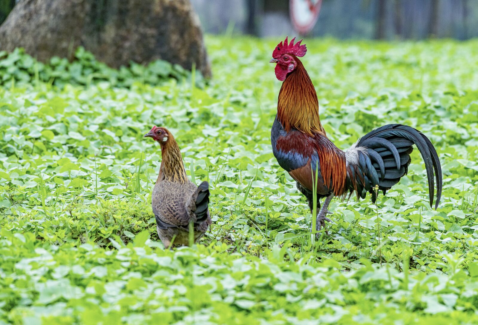 Nikon D810 sample photo. Chicken, rico, delicious photography