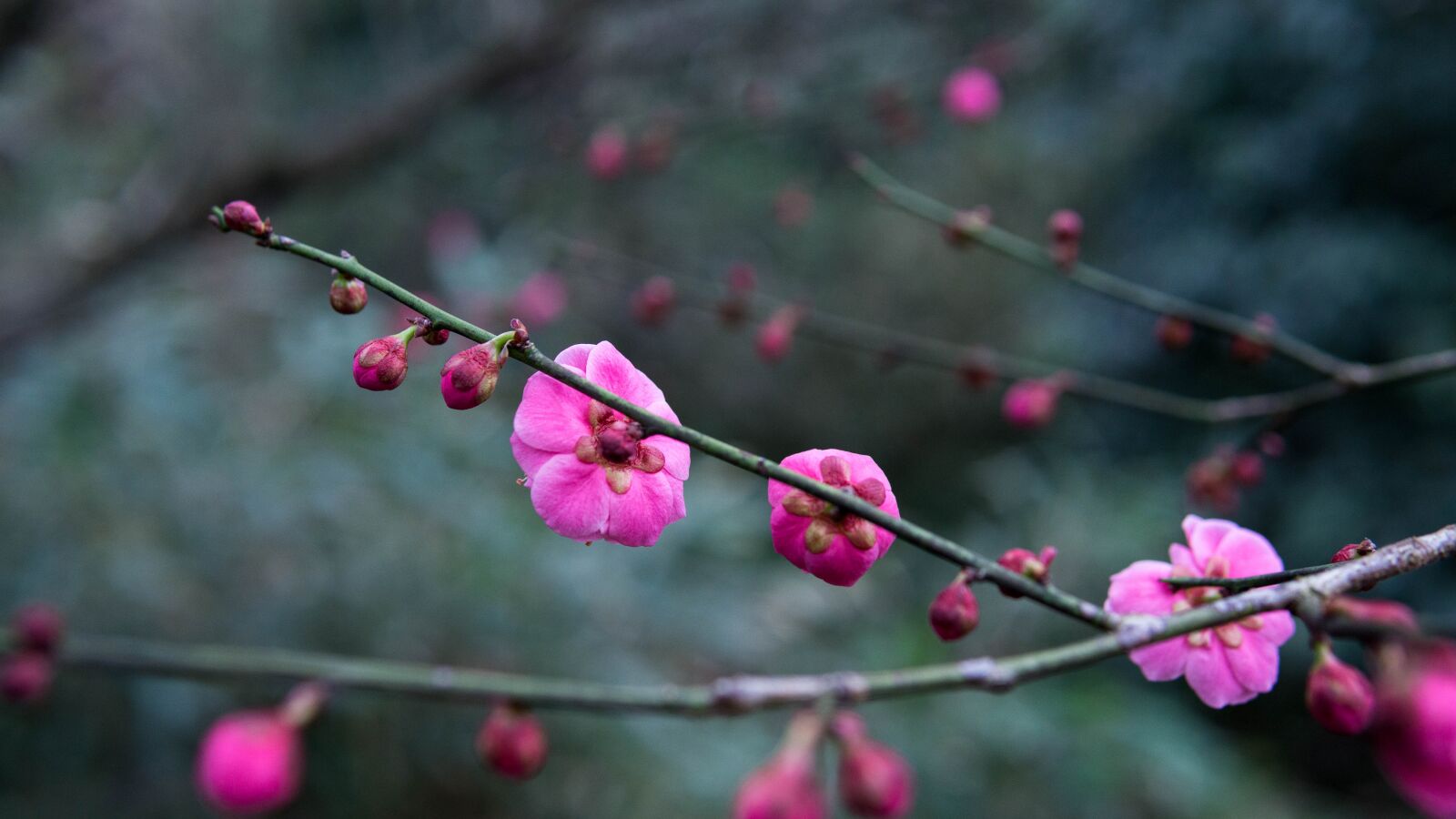 Sony a5100 sample photo. Flower, plum blossom, spring photography