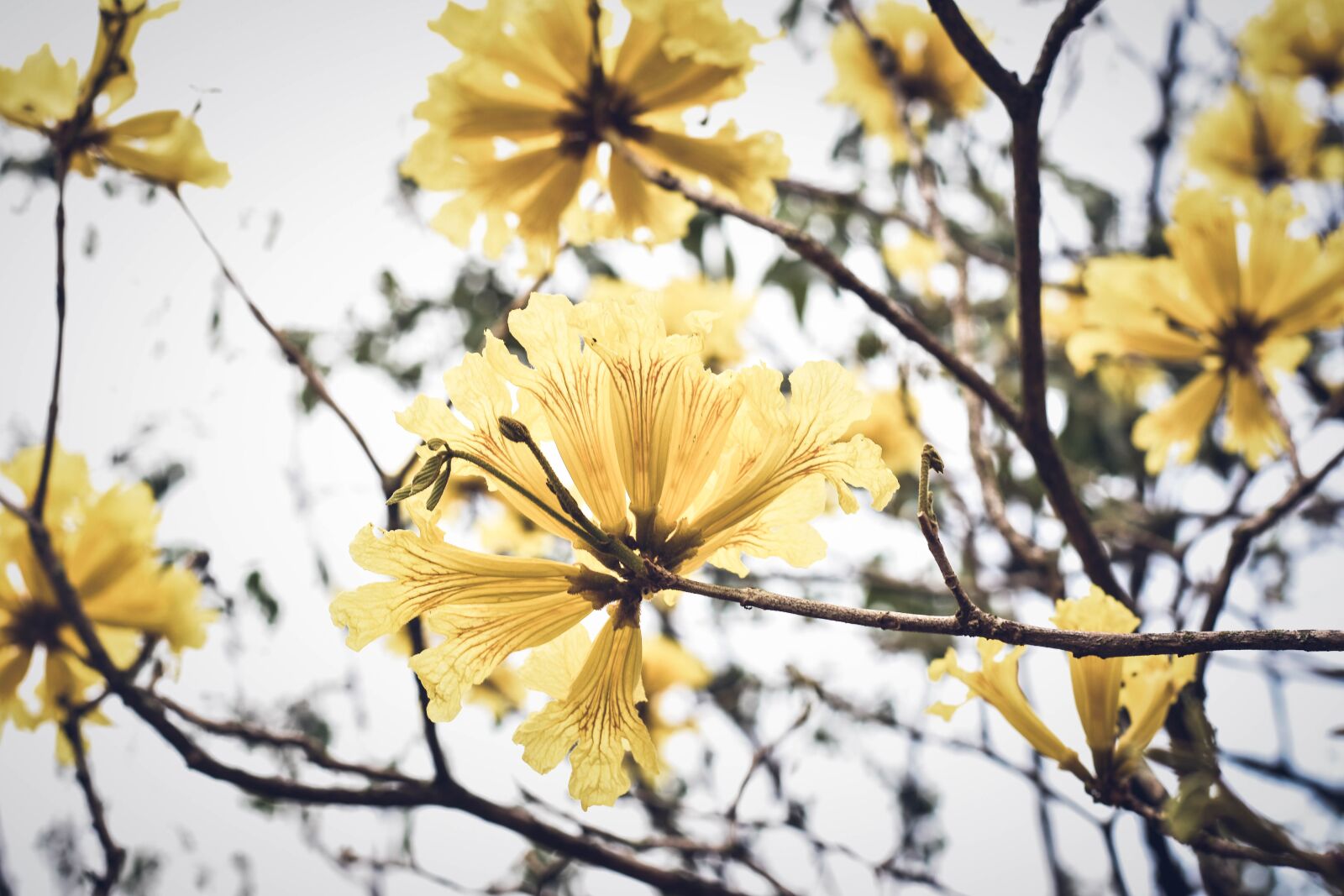 Nikon D3400 sample photo. Nature, flowers, flower photography