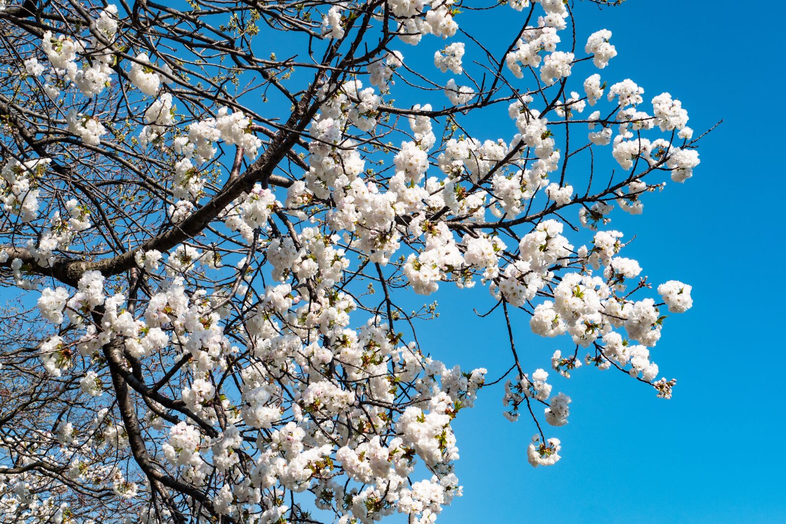 Panasonic Lumix DC-G9 sample photo. Cherry, spring, branch photography