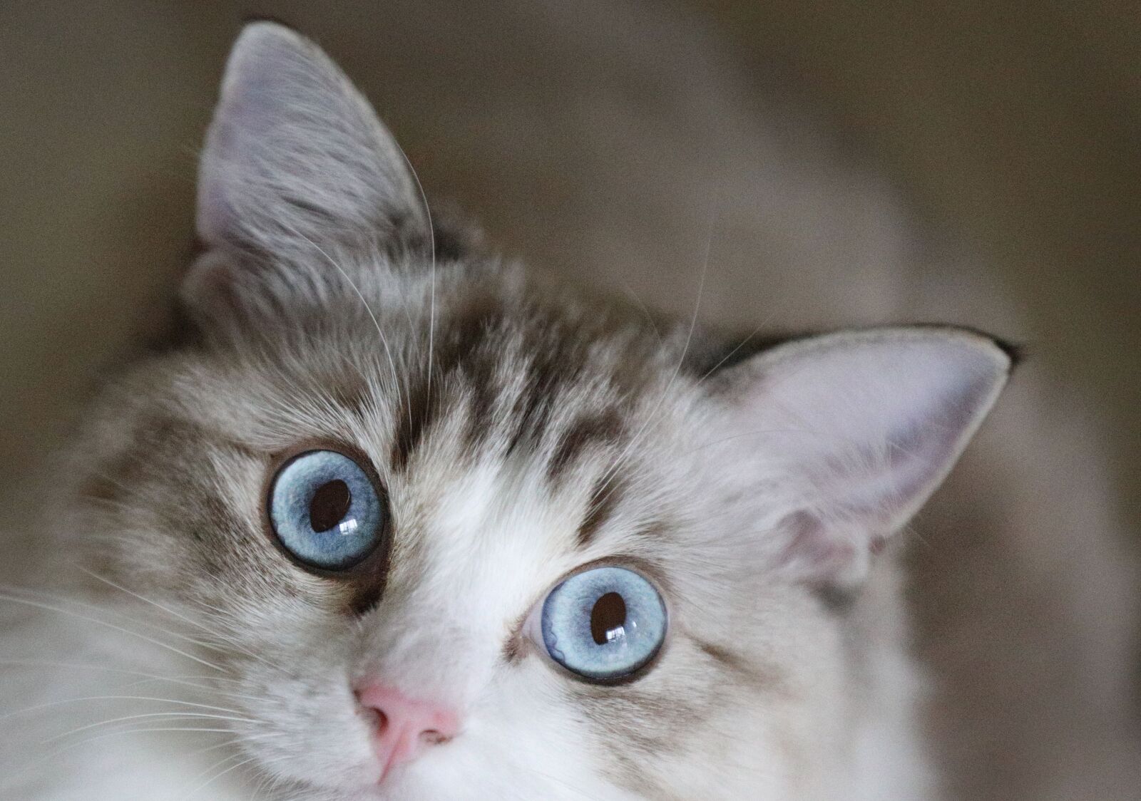 Canon EOS 5D Mark IV sample photo. Cat, animal, pets photography