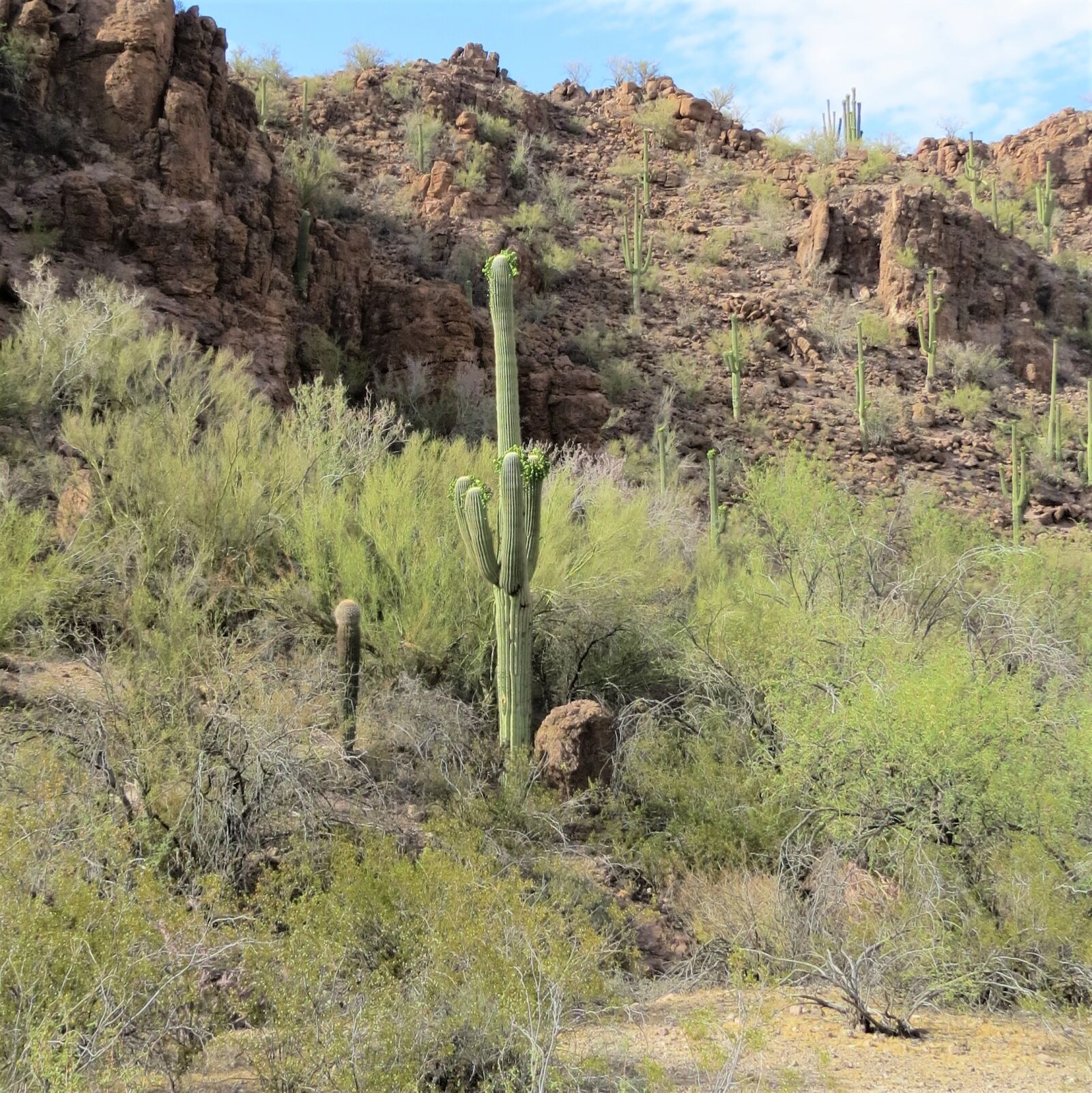 Canon PowerShot SX50 HS sample photo. Cactus, arizona, saguaro photography
