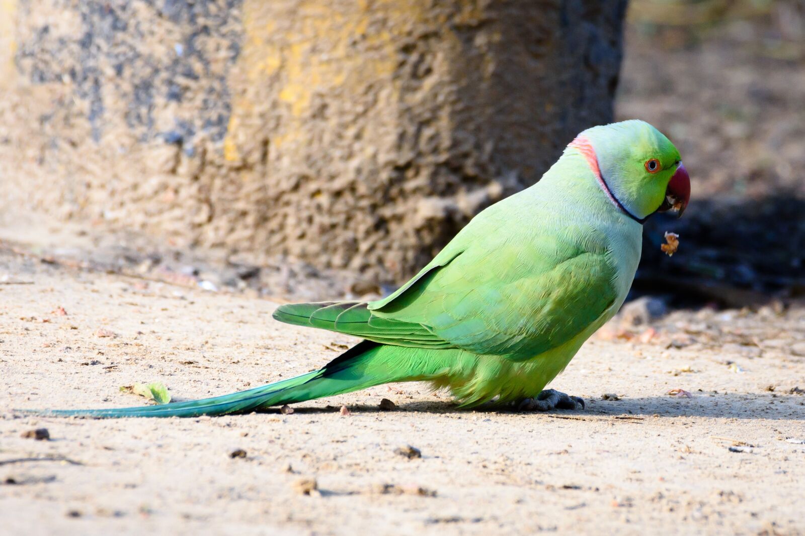 Nikon D7200 sample photo. Bird, parrot, animal photography