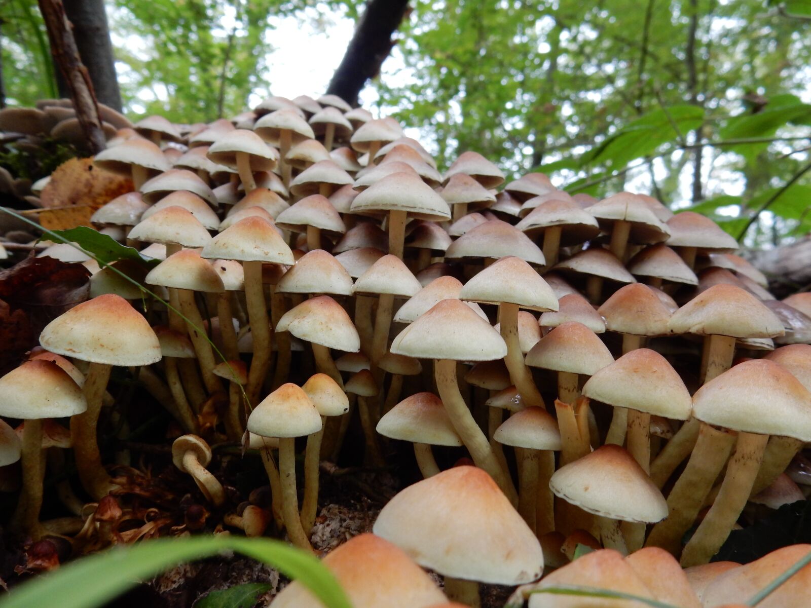 Nikon Coolpix S9900 sample photo. Forest, mushrooms, autumn photography