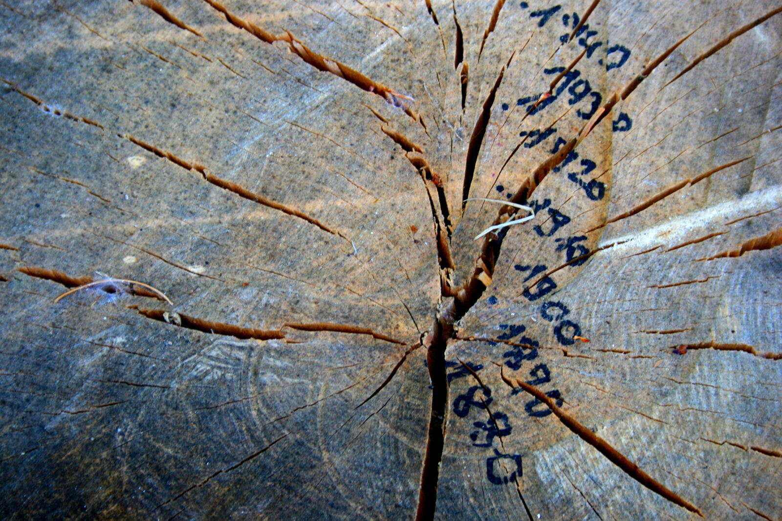 Canon EF-S 18-55mm F3.5-5.6 II sample photo. Brown, century, driftwood, fallen photography