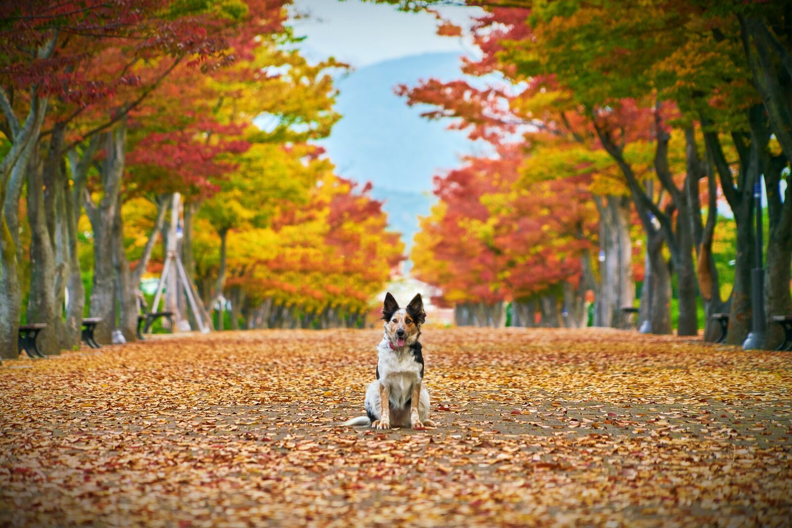 Sony FE 24-240mm F3.5-6.3 OSS sample photo. Autumn, dog, nature photography