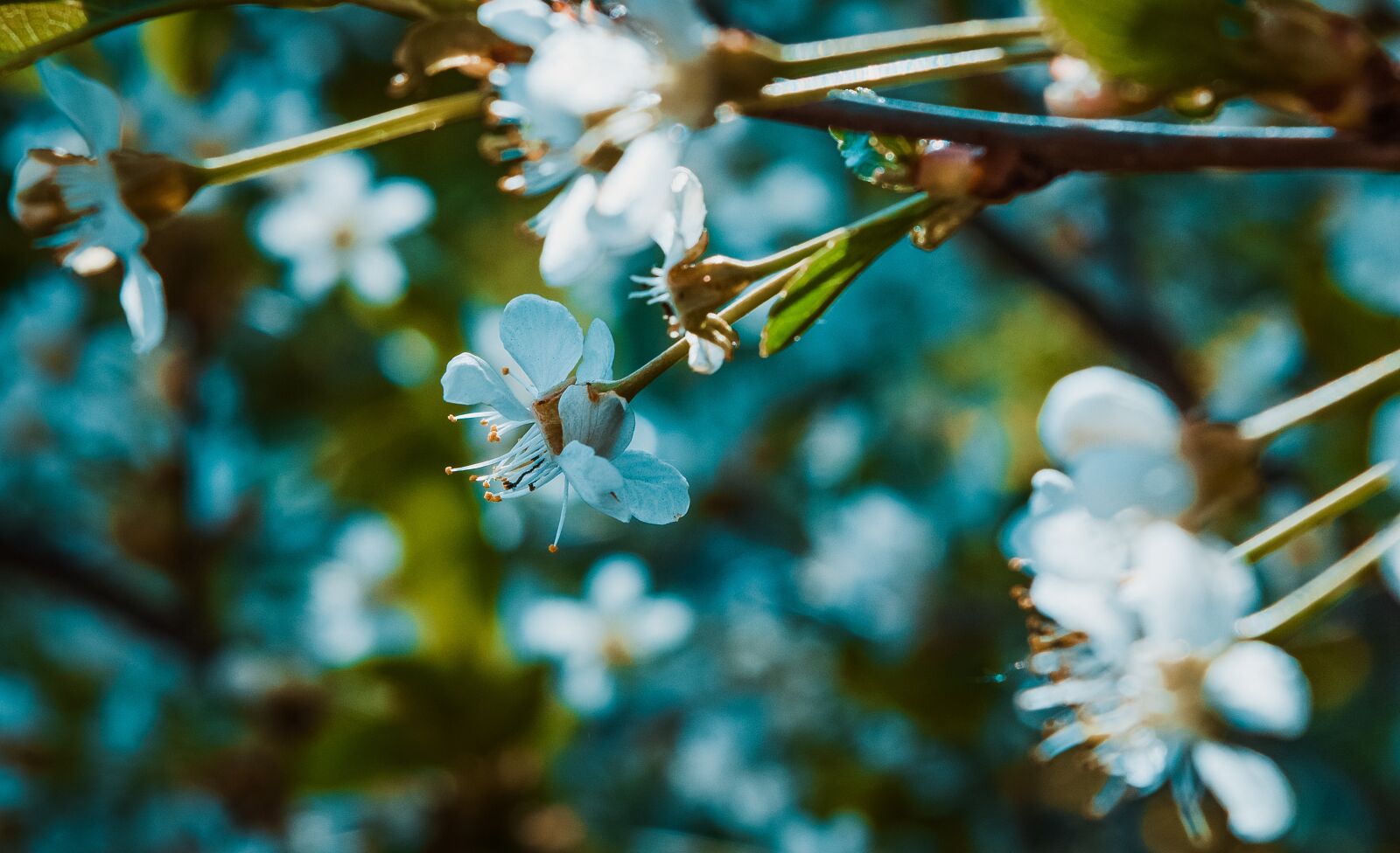Nikon D3300 sample photo. Blooming, flowers, blooming tree photography