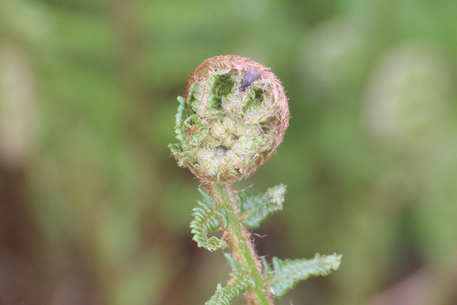 Canon EOS 600D (Rebel EOS T3i / EOS Kiss X5) sample photo. Fern, fern bud, fly photography