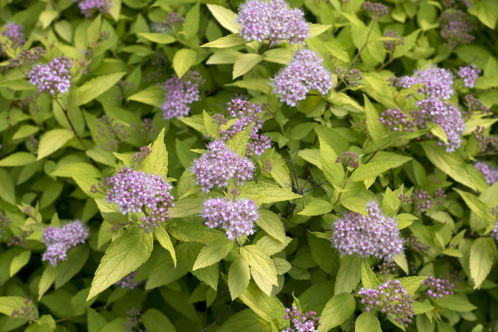 Nikon AF Nikkor 50mm F1.8D sample photo. Background, bloom, blooming, bush photography