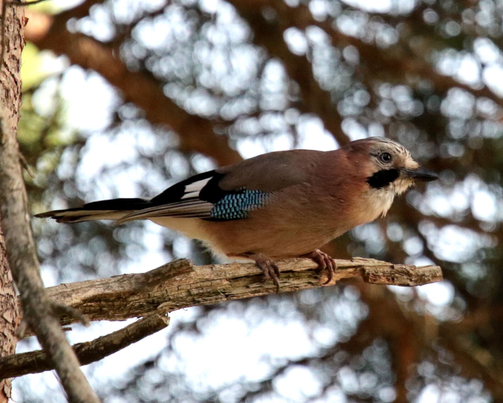 Canon EOS 7D Mark II sample photo. Eurasian jay, andorra, bird photography