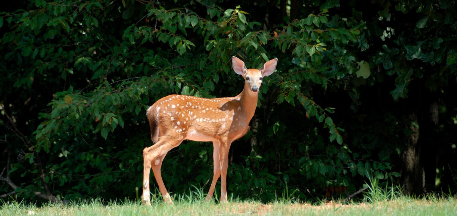 Nikon D200 sample photo. Fawn, deer, animal photography