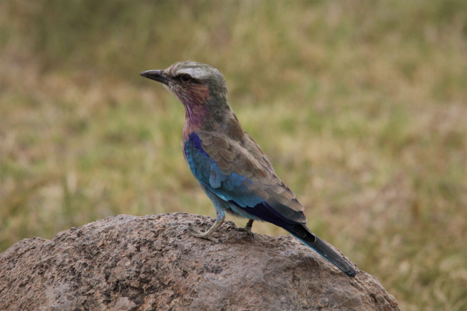Canon EOS 60D sample photo. Lilac-breasted roller, bird, watching photography