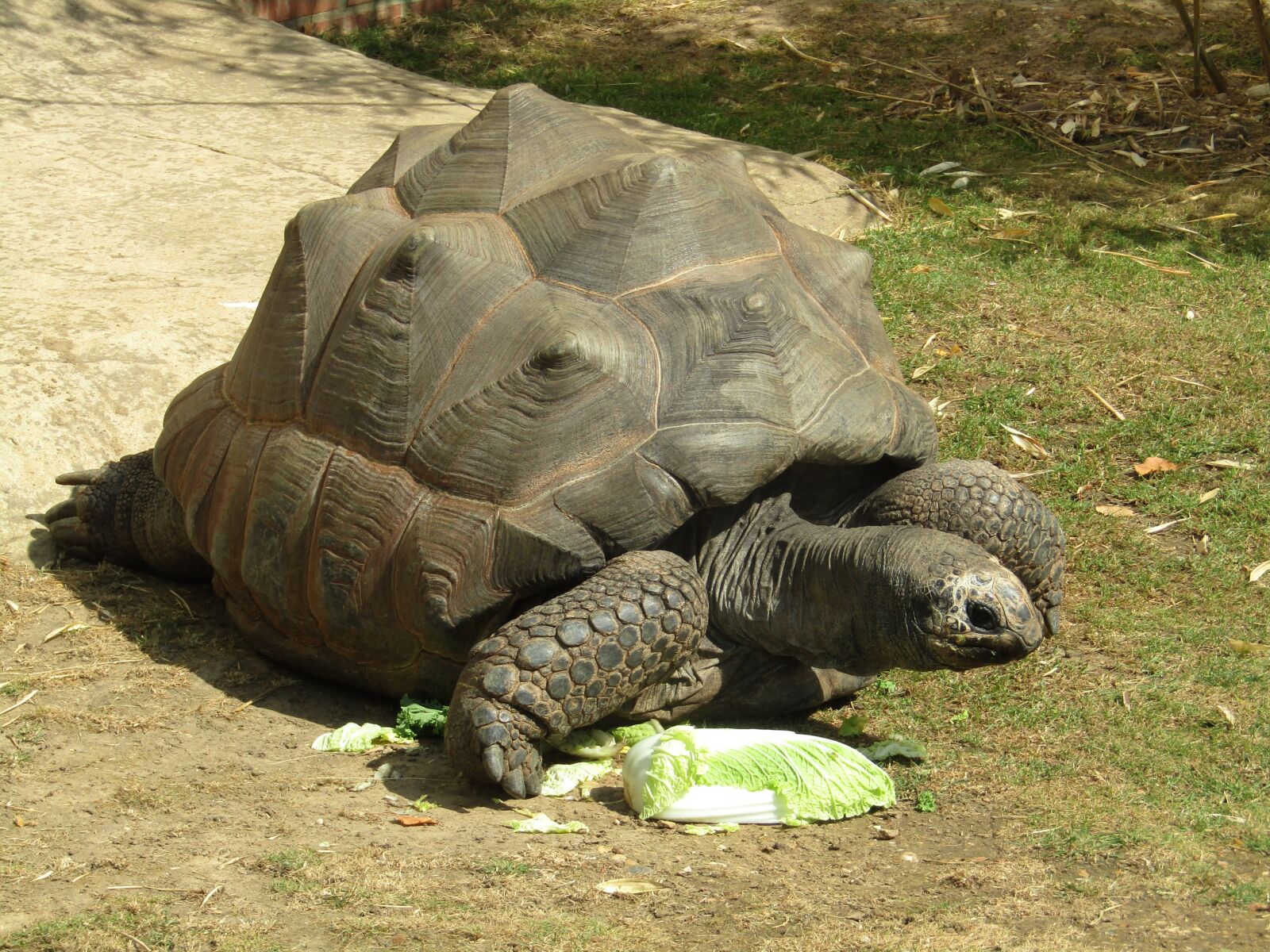 Canon PowerShot SX410 IS sample photo. Giant tortoise, zoo, animal photography