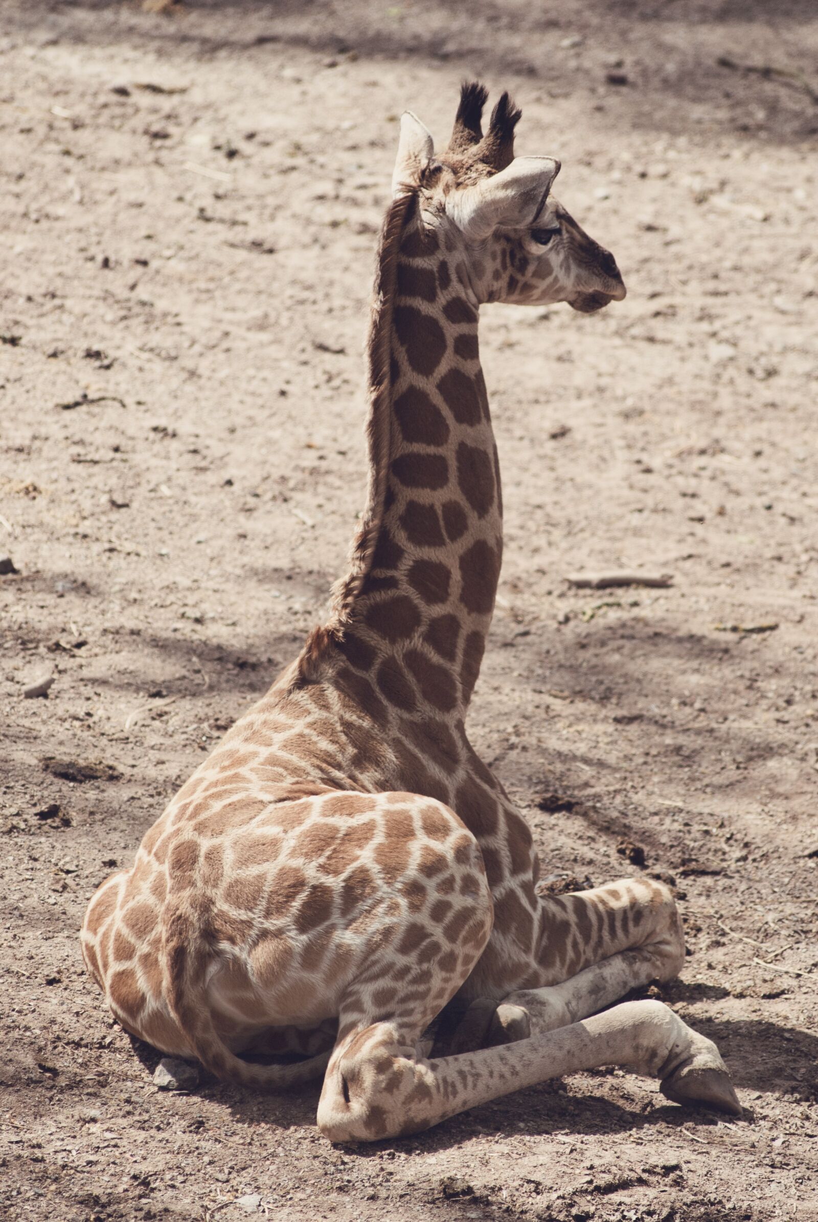 Nikon D3000 sample photo. Giraffe, animal, africa photography