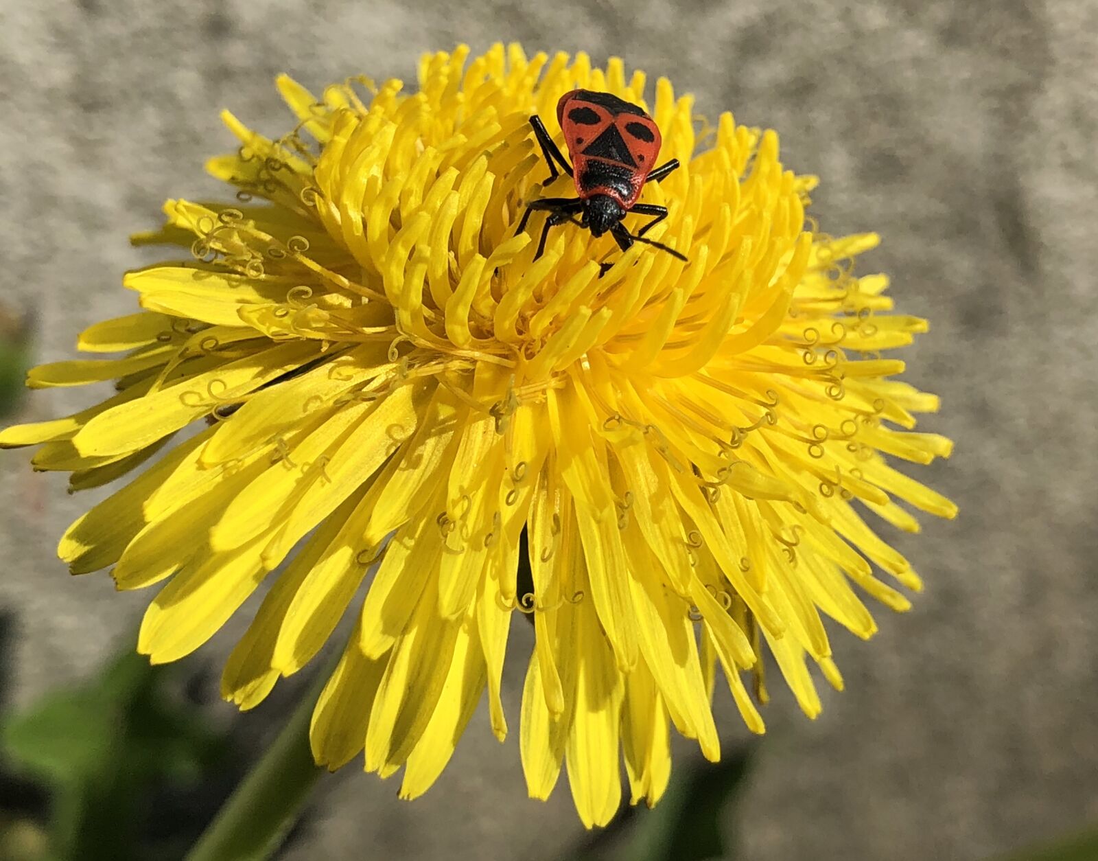 iPhone X back dual camera 4mm f/1.8 sample photo. Insect, nature, flower photography