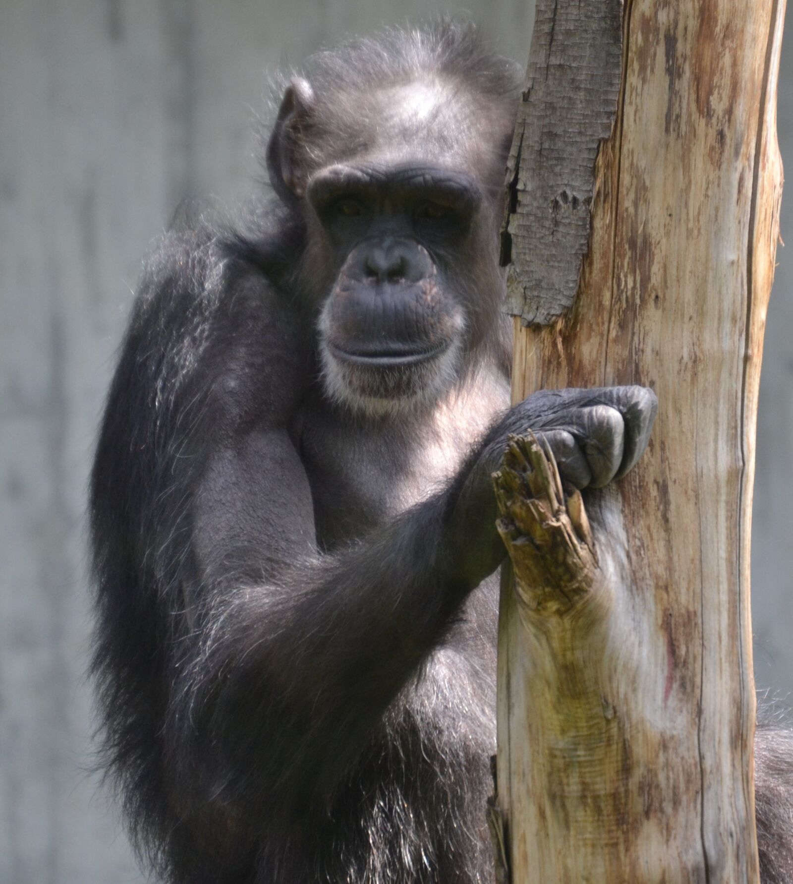 Nikon D3100 sample photo. Ape, animal, zoo photography
