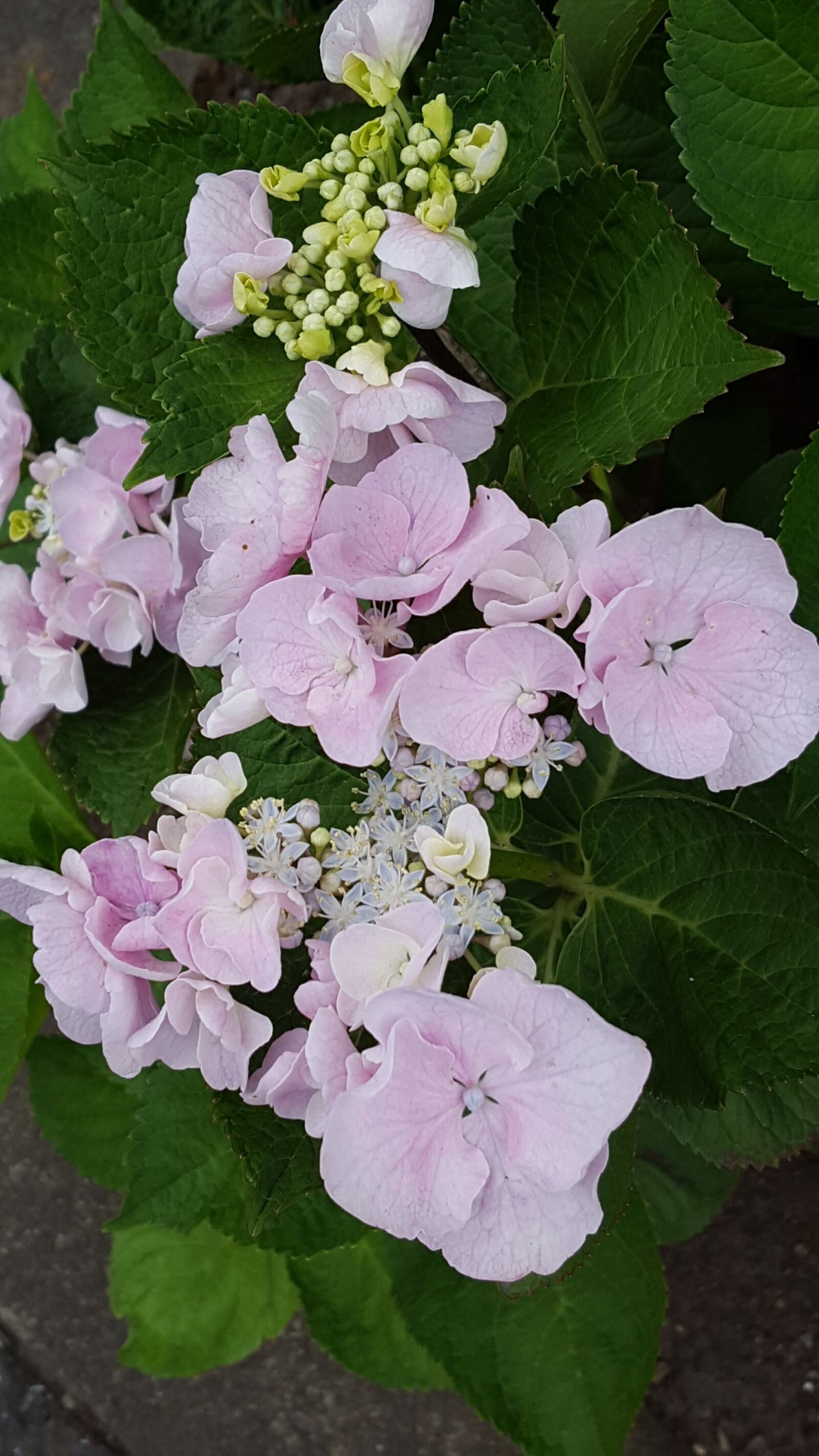 Samsung Galaxy S6 sample photo. Flowers, hydrangea, pink photography