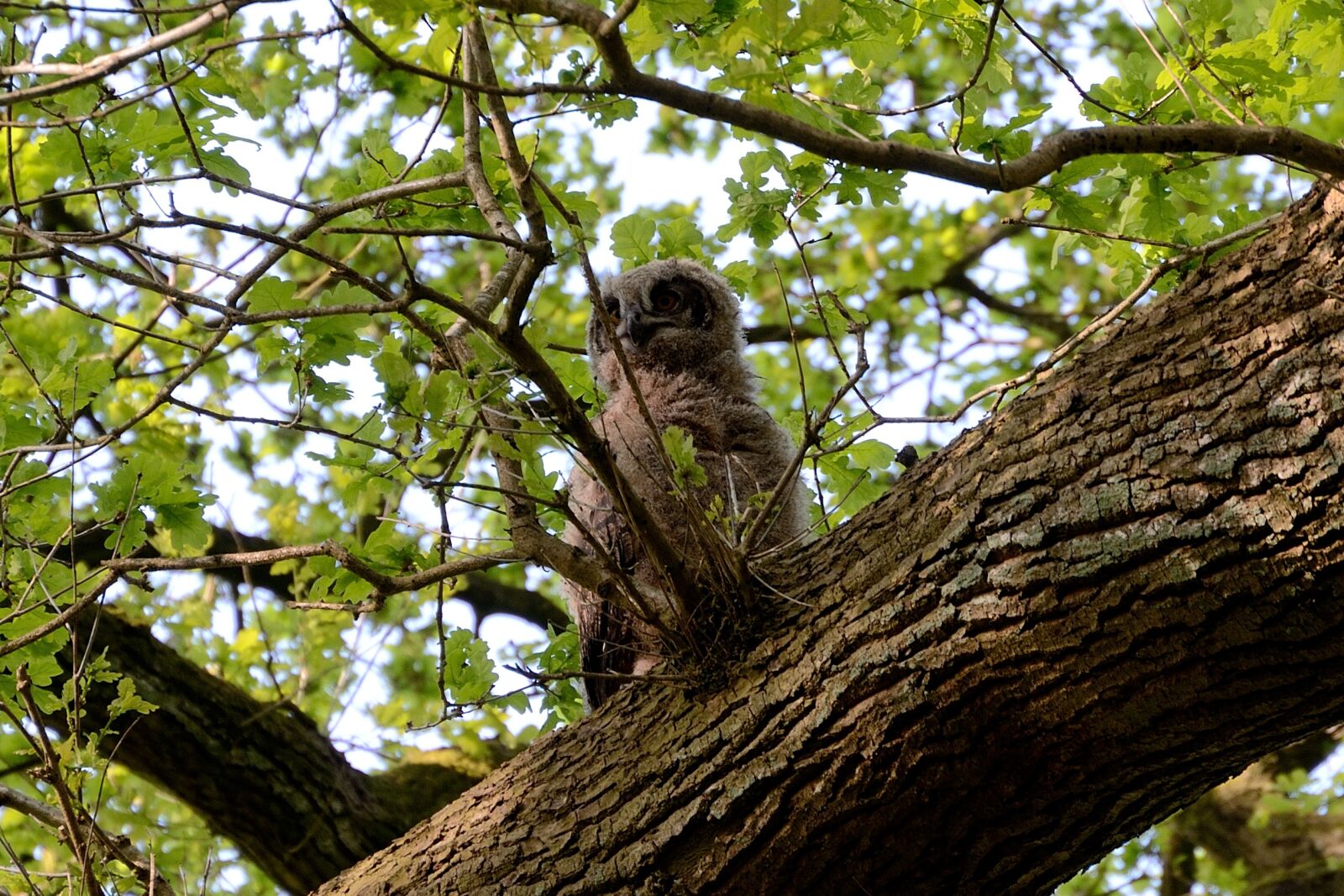 Nikon D7000 sample photo. Eagle owl, young bird photography