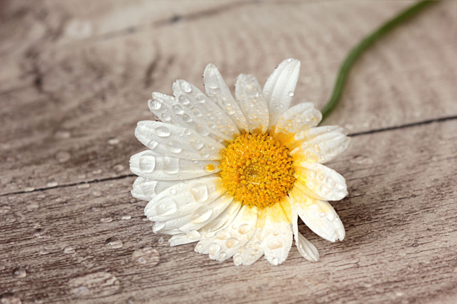Canon EOS 550D (EOS Rebel T2i / EOS Kiss X4) sample photo. Still life, flower, marguerite photography