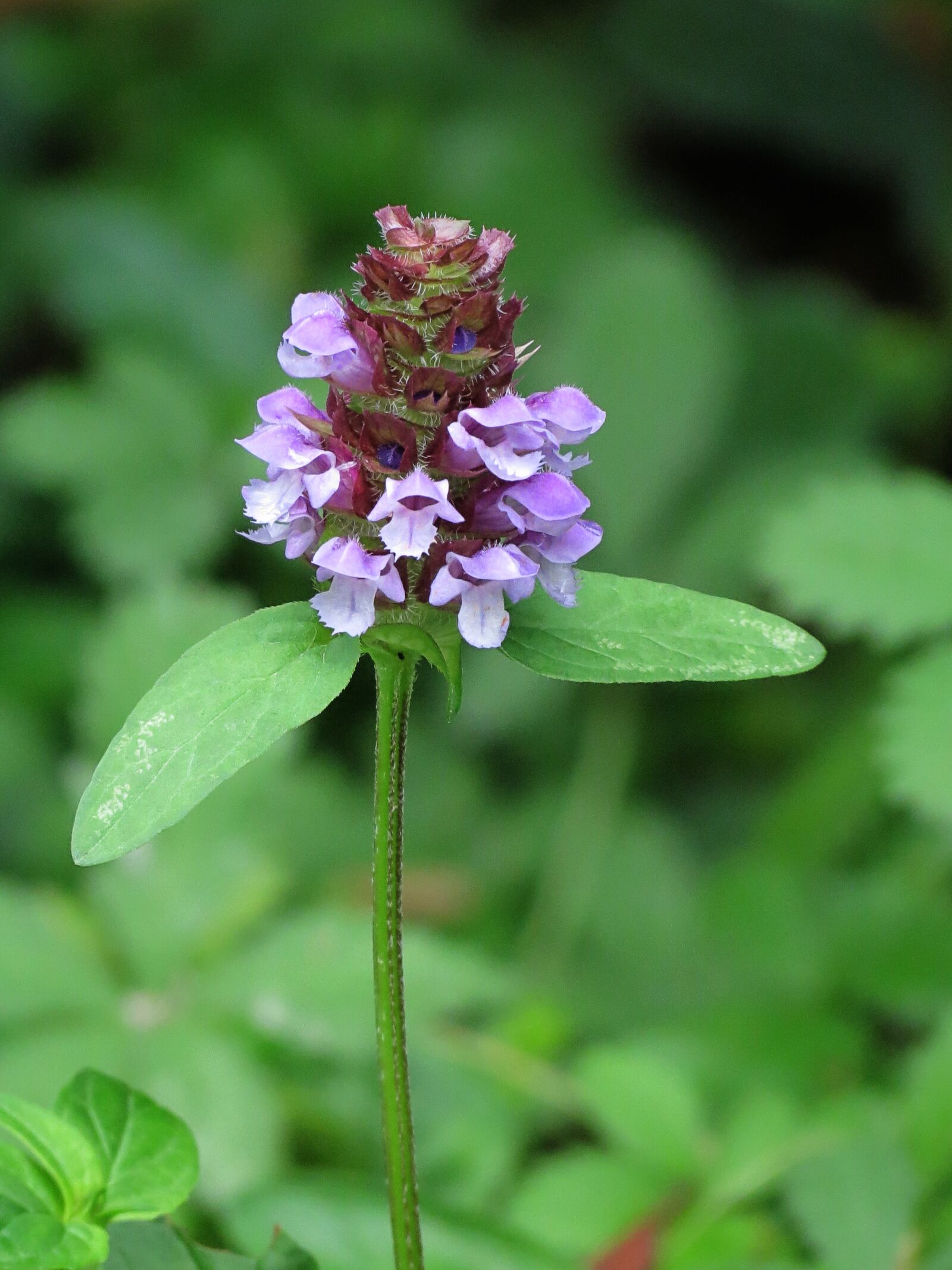 4.3 - 150.5 mm sample photo. Field, flowers, nature photography