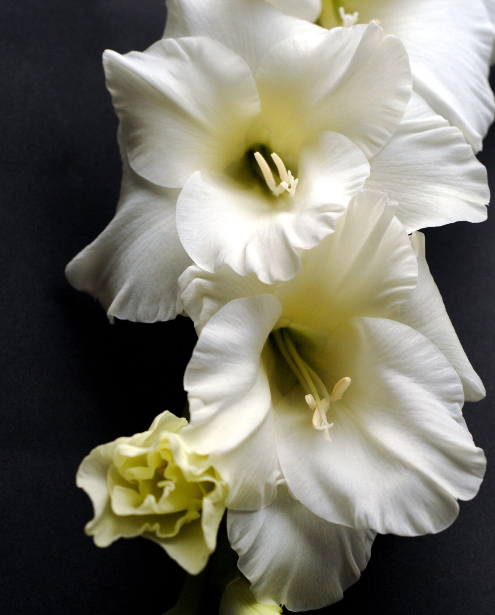 Nikon D200 sample photo. Flower, white, gladiolus photography