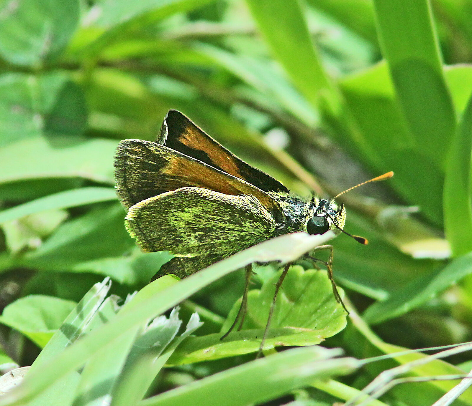 Canon EF 300mm F4L IS USM sample photo