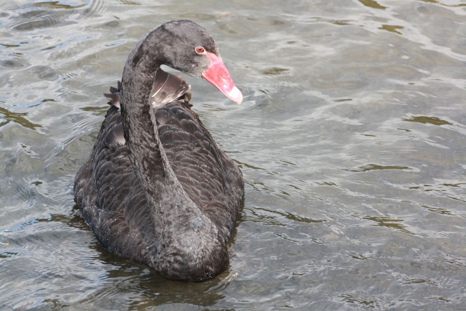 Canon EOS 1000D (EOS Digital Rebel XS / EOS Kiss F) sample photo. Swan, black swan, lake photography