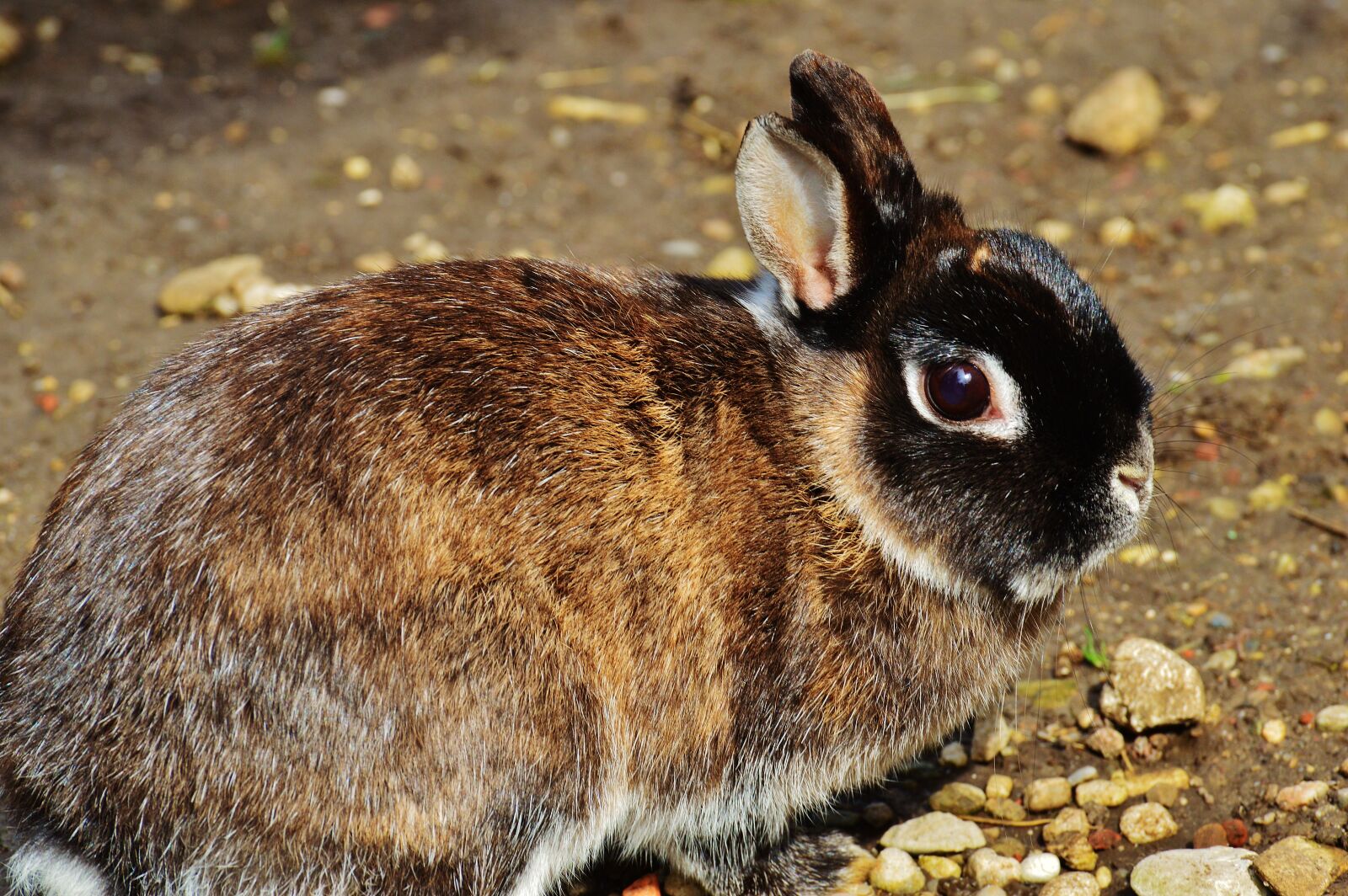 Nikon D3200 sample photo. Rabbit, nager, cute photography