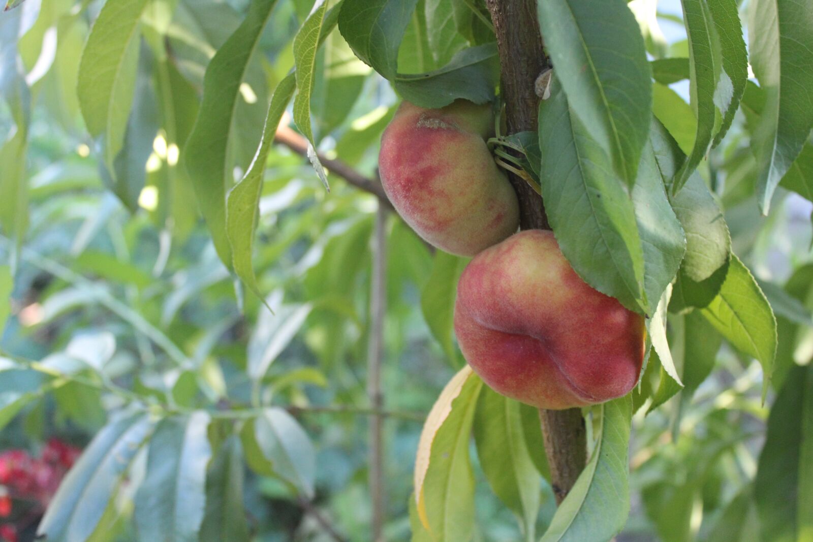 Canon EOS 600D (Rebel EOS T3i / EOS Kiss X5) sample photo. Organic gardening, garden, agriculture photography