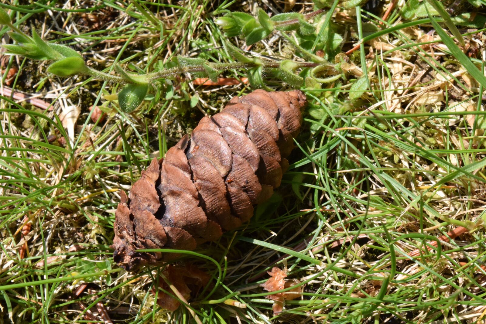 Nikon D3300 sample photo. Tap, pine cones, brown photography