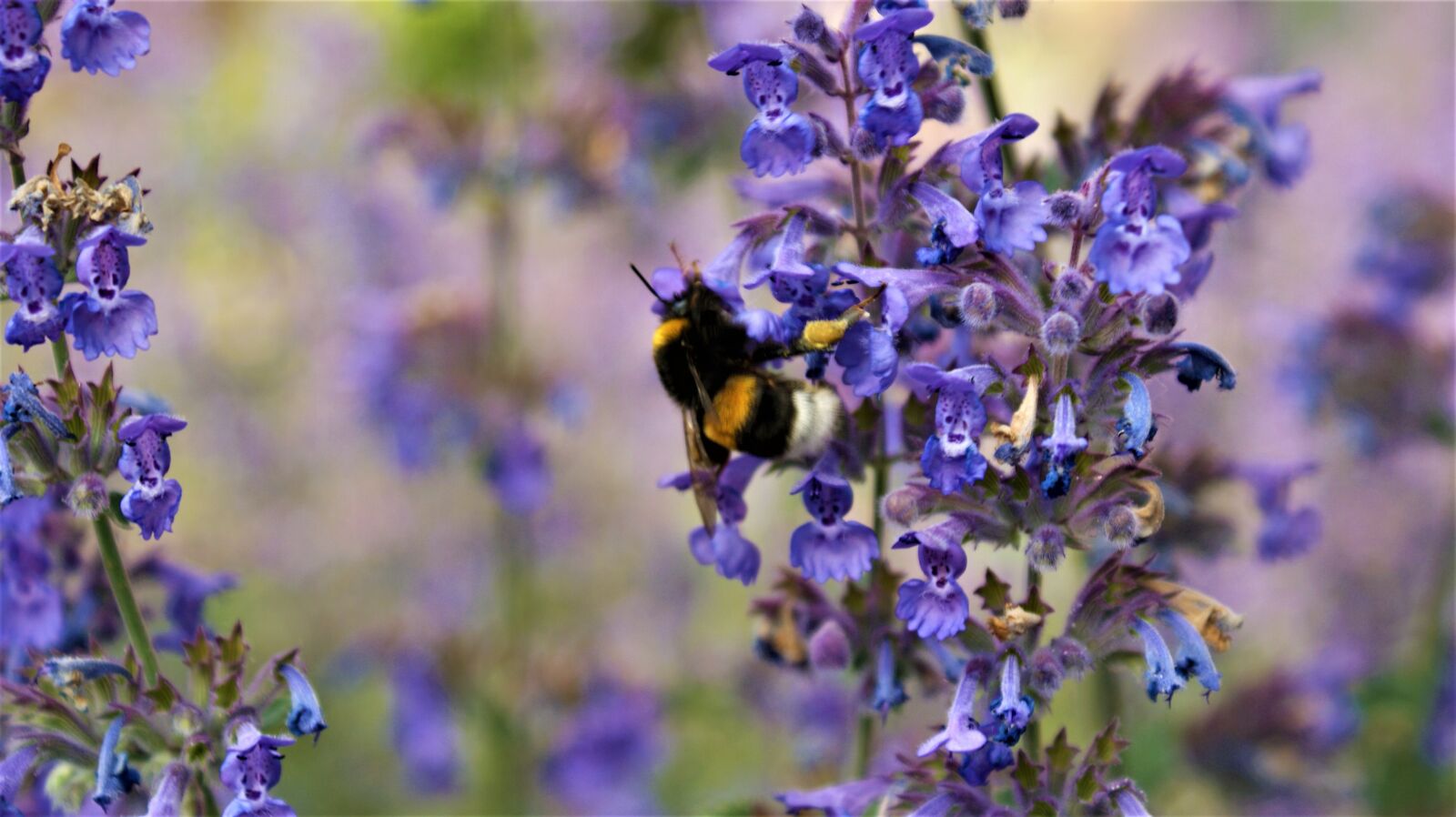 Sony Alpha DSLR-A350 sample photo. Bumblebee, pollen, flower photography
