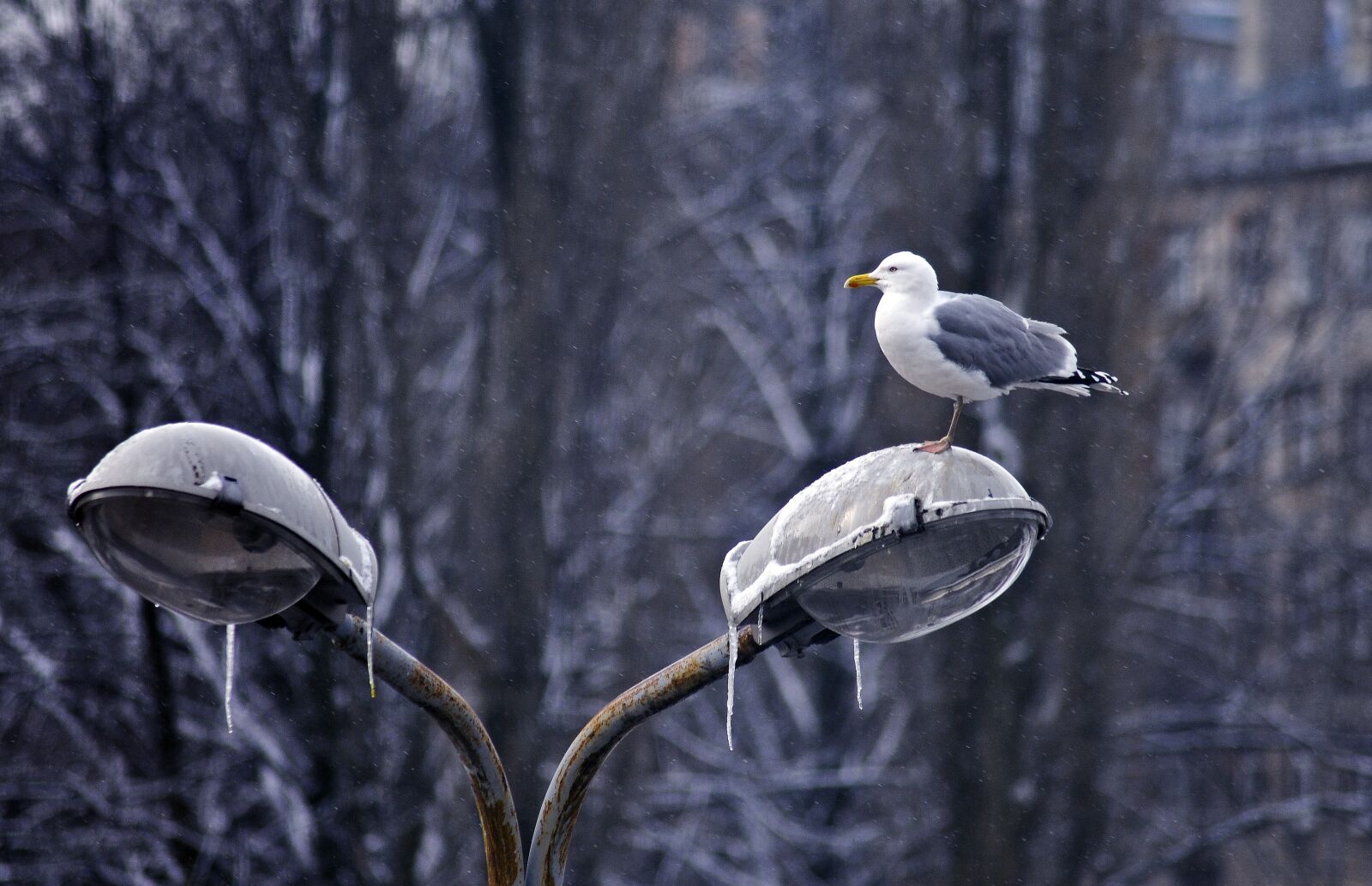 Nikon D300 sample photo. Birds, pole, gulls photography