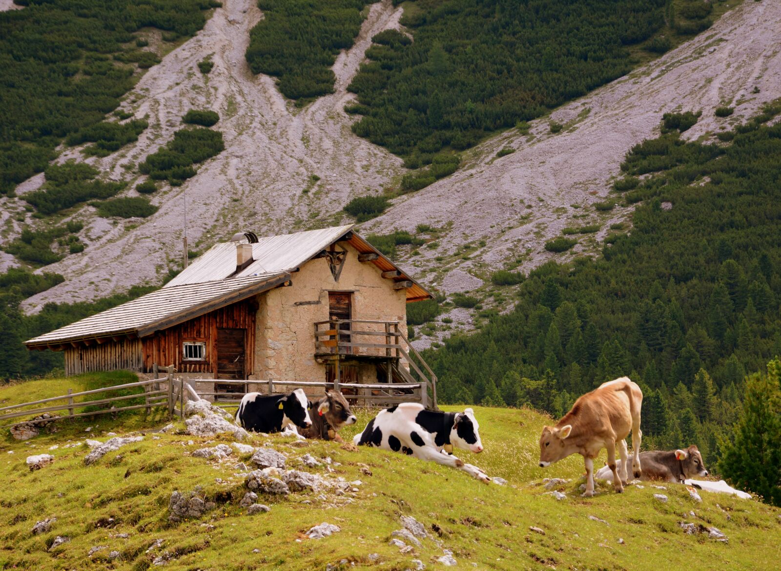 Nikon D7100 sample photo. Baita, cow, pasture photography