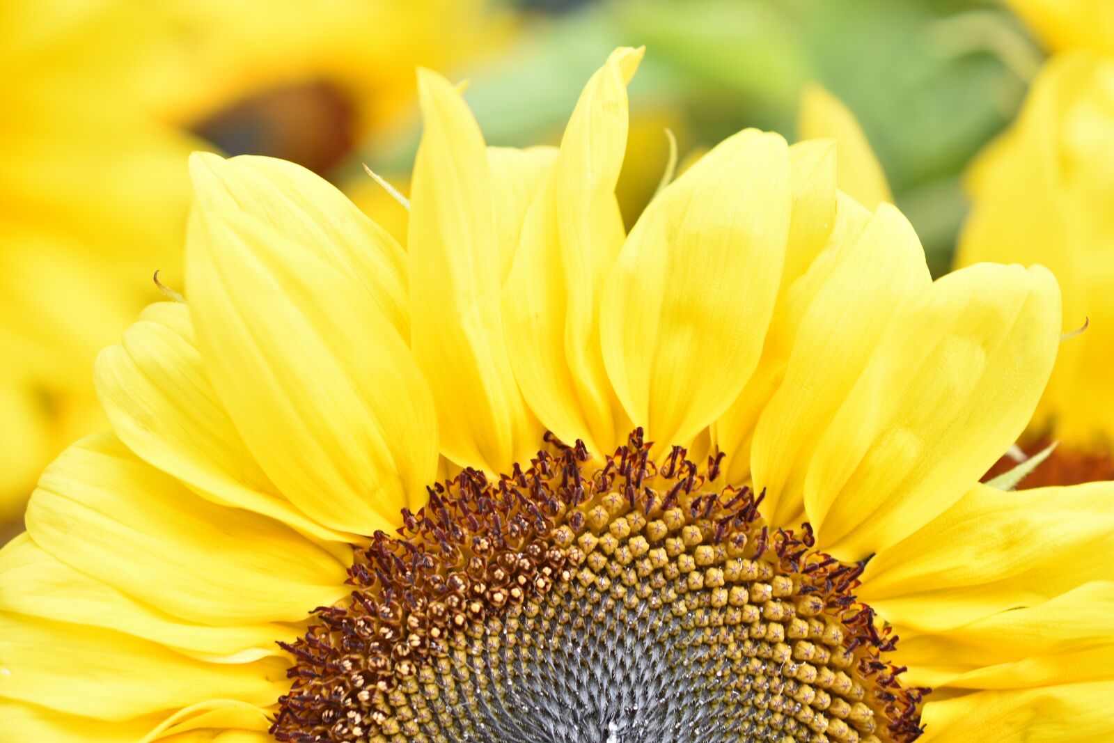 Nikon D3400 sample photo. Nature, flora, flower photography