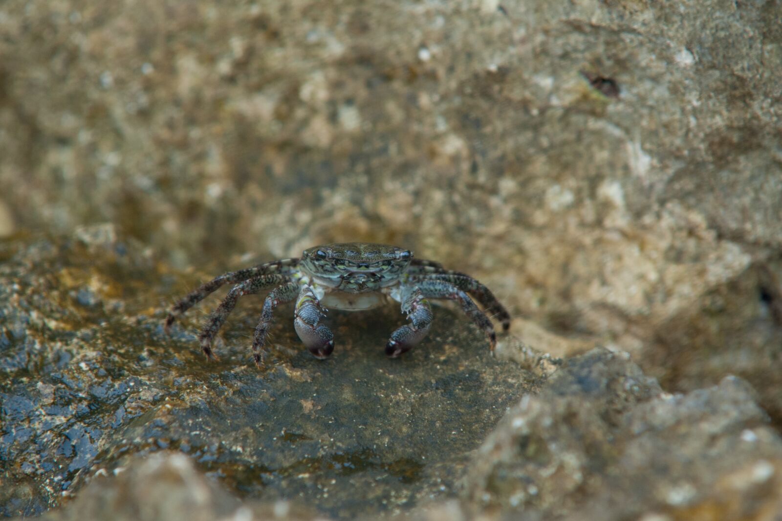Nikon D700 sample photo. Cancer, mediterranean, meeresbewohner photography