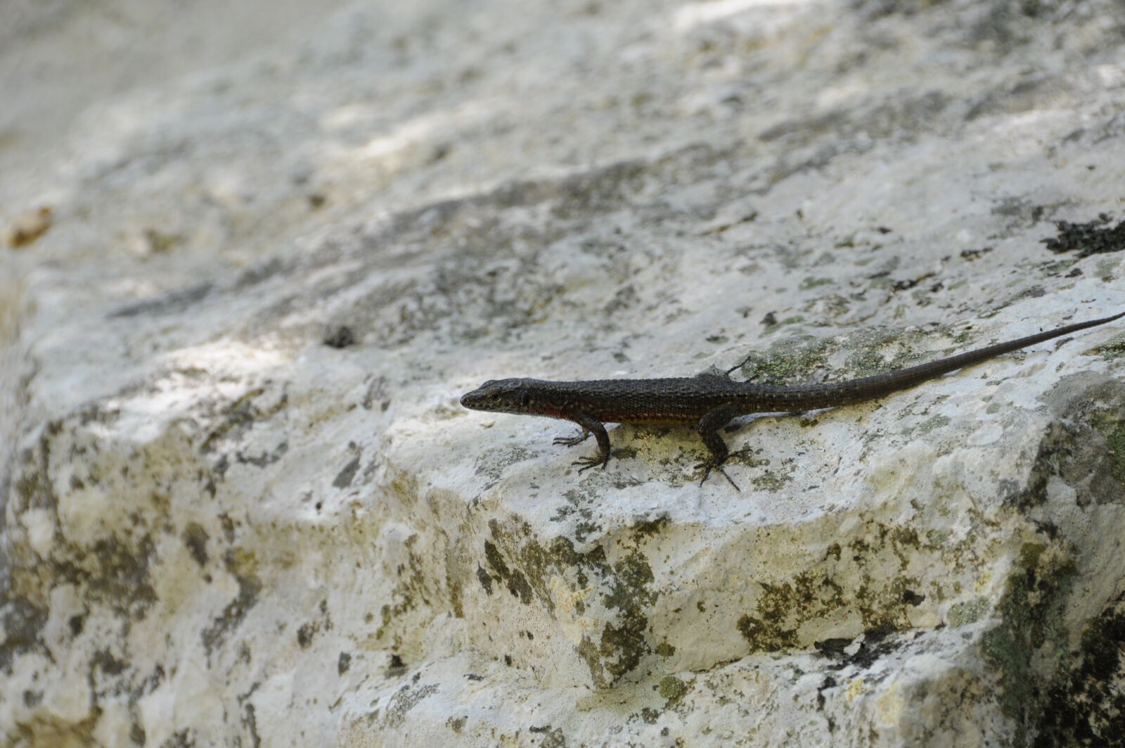 Nikon D300 sample photo. Lizard, reptile photography