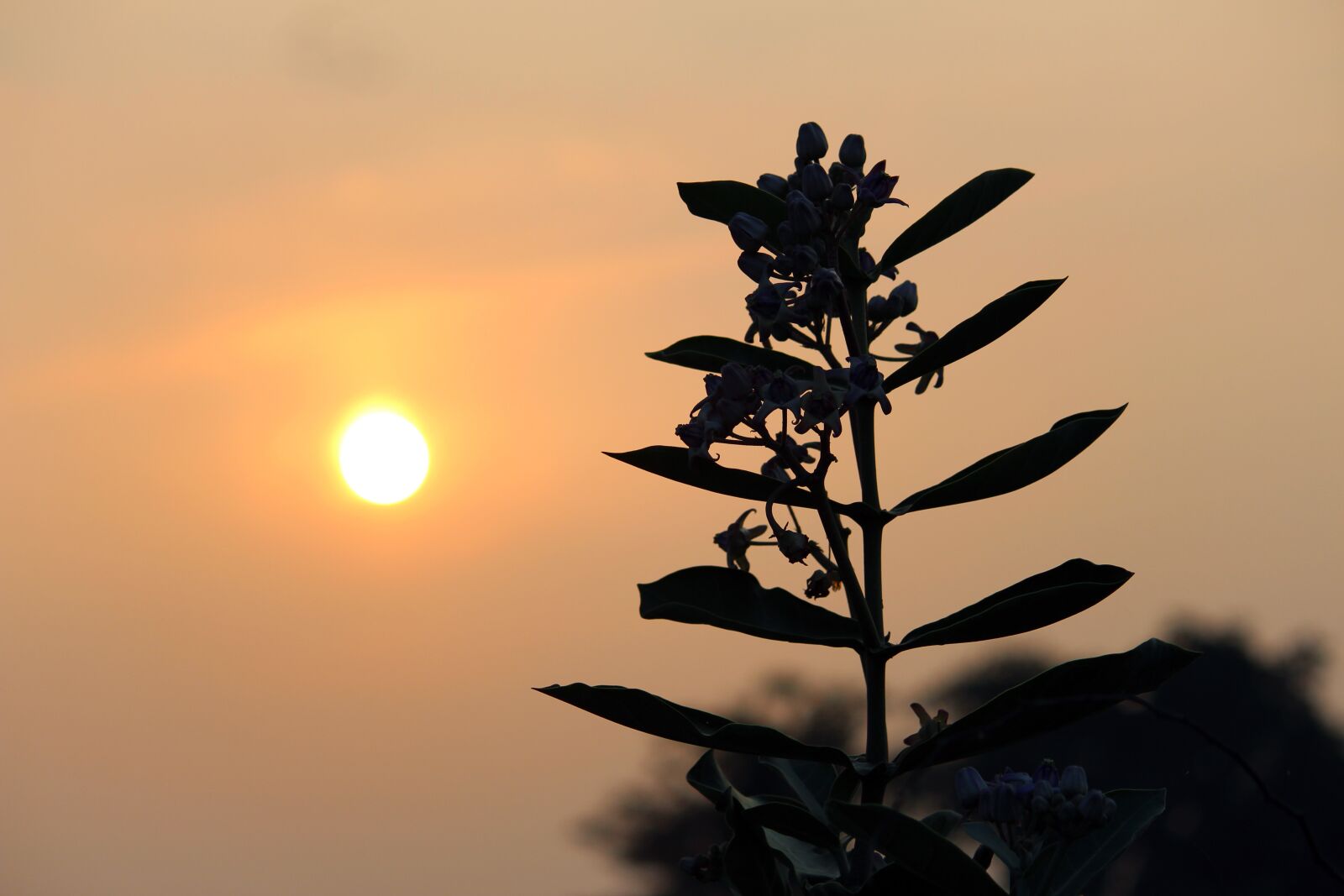 Canon EOS 700D (EOS Rebel T5i / EOS Kiss X7i) sample photo. Sunset, sunrise, plant photography